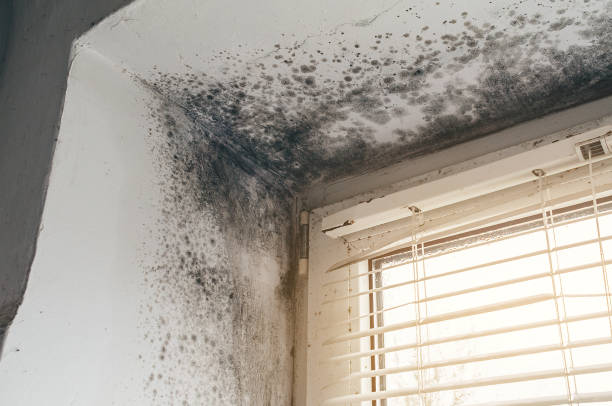 Affordable Attic Mold Remediation solutions in Gore, VA